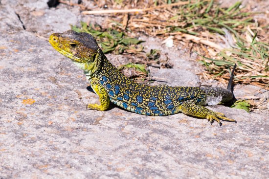 Fauna en las Islas Cíes