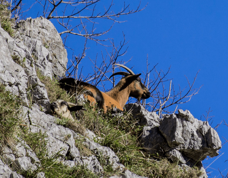 Cabra asturiana
