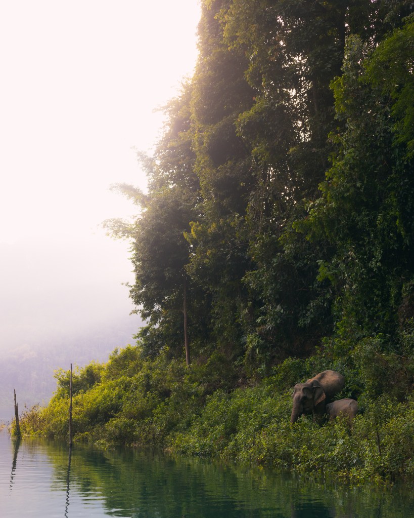 Elefante y su cría en el lago Khao sok al amanecer